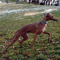 Italian Greyhound